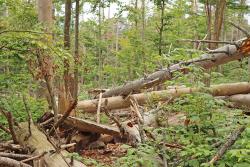 Warum ist Totholz für die Artenvielfalt so wichtig? Diese Frage wird bei der Wanderung am 15. Mai beantwortet. (Foto: Nationalpark Bayerischer Wald)